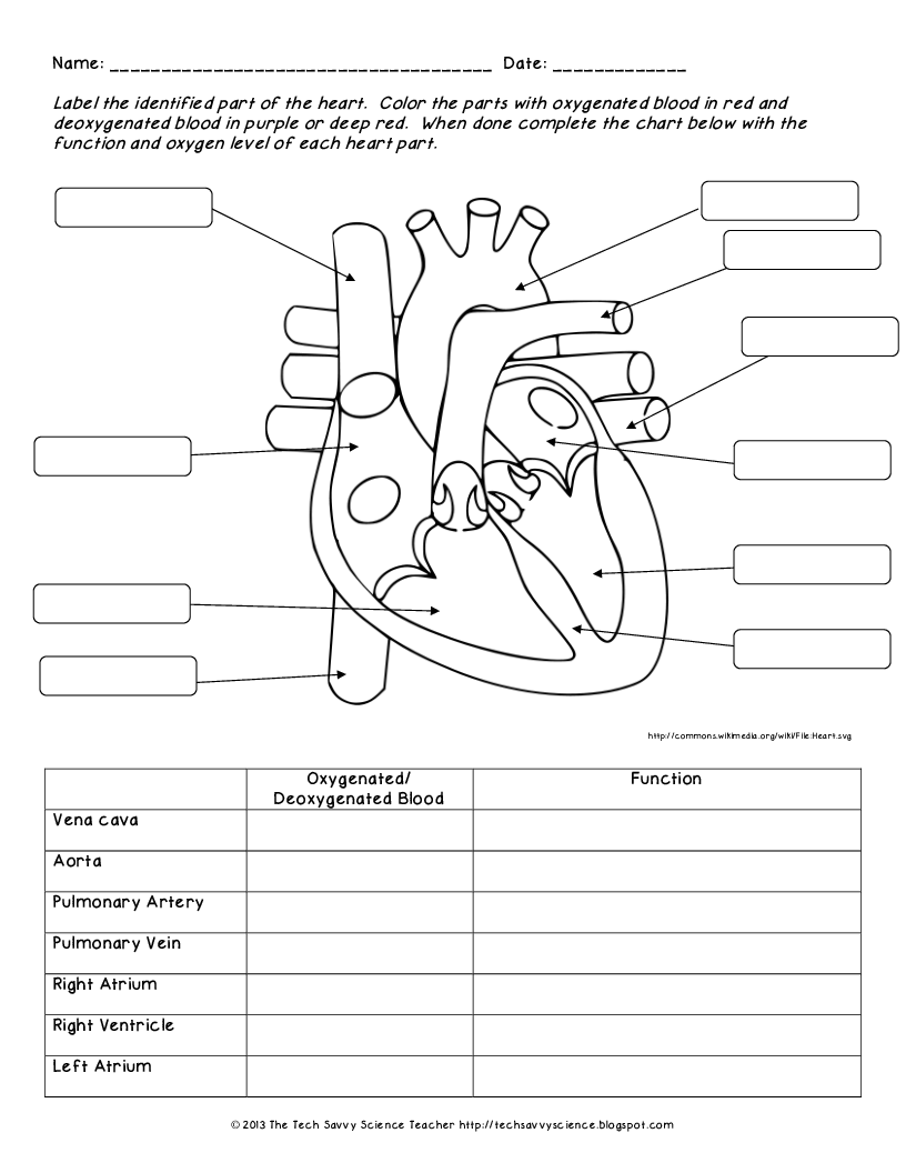 Cardiovascular System MR DODD S WEBSITE