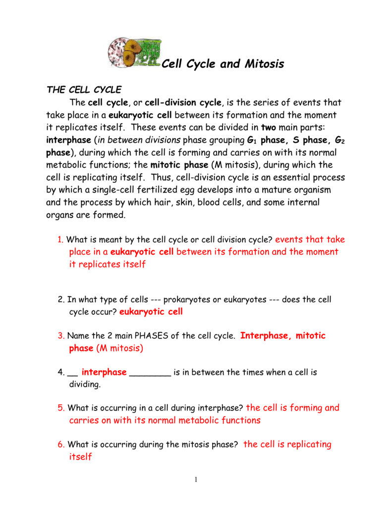 Cell Cycle And Mitosis Worksheet High School Biology