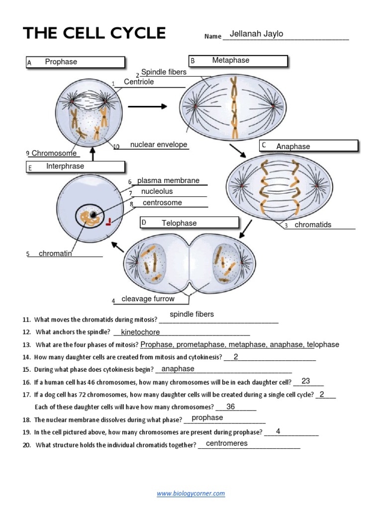 Cell Cycle Labeling PDF Mitosis Biology Worksheets Library
