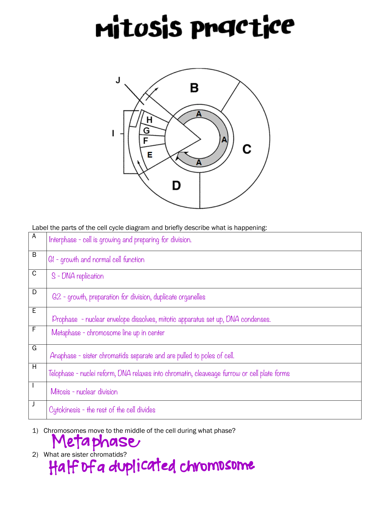 Cell Cycle Mitosis Worksheet Labeling Sequencing Cell Cycle Mitosis Worksheet Labeling Sequencing