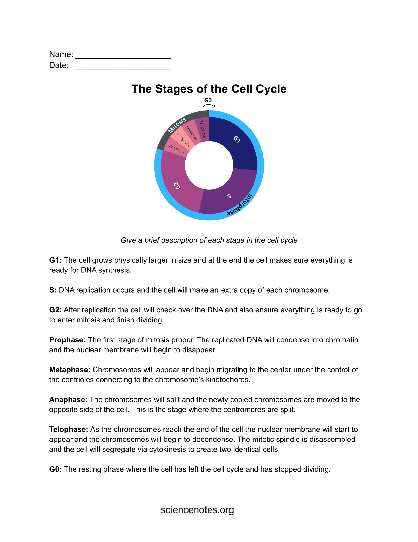 Cell Cycle Phases And Checkpoints Cell Cycle Phases And Checkpoints