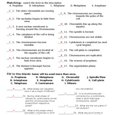 Cell Cycle Worksheet Answers Complete Study Guide Studocu