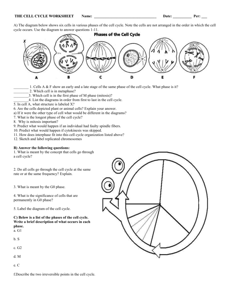Cell Cycle Worksheet Mitosis Checkpoints Regulation Cell Cycle Worksheet Mitosis Checkpoints Regulation