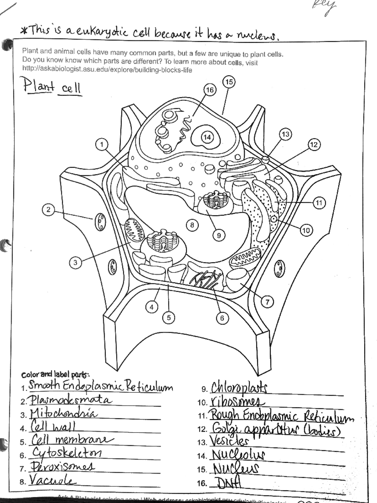 Cell Diagrams 3 Eukaryotic Cells Worksheet And Labeling Guide Studocu