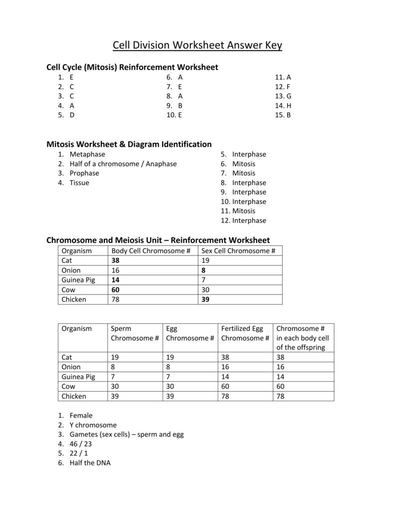 the cell cycle worksheet answer key