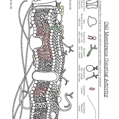 Cell Membrane Coloring Activity Function Guide Bio 101 Studocu