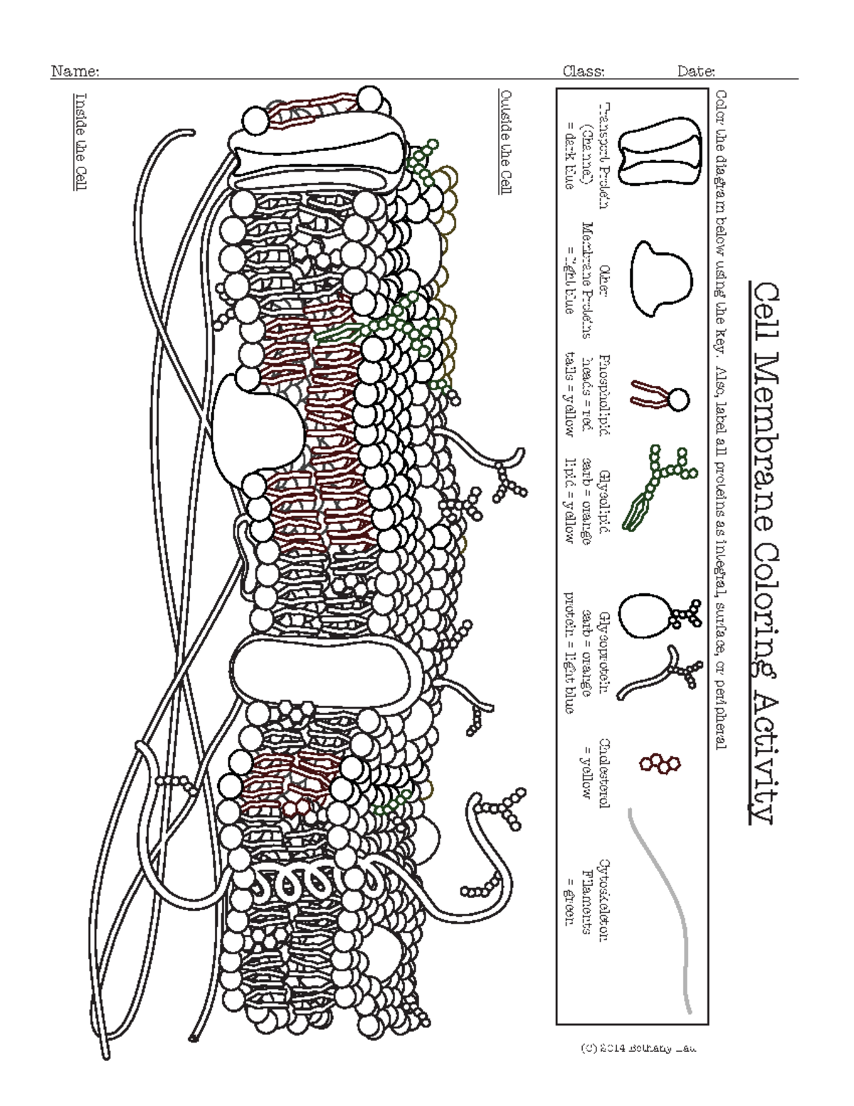 Cell Membrane Coloring Activity Function Guide Bio 101 Studocu