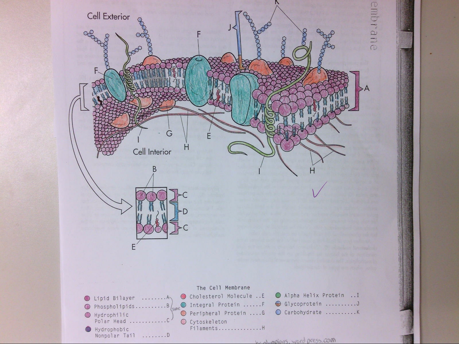 Cell Membrane HC Olympians