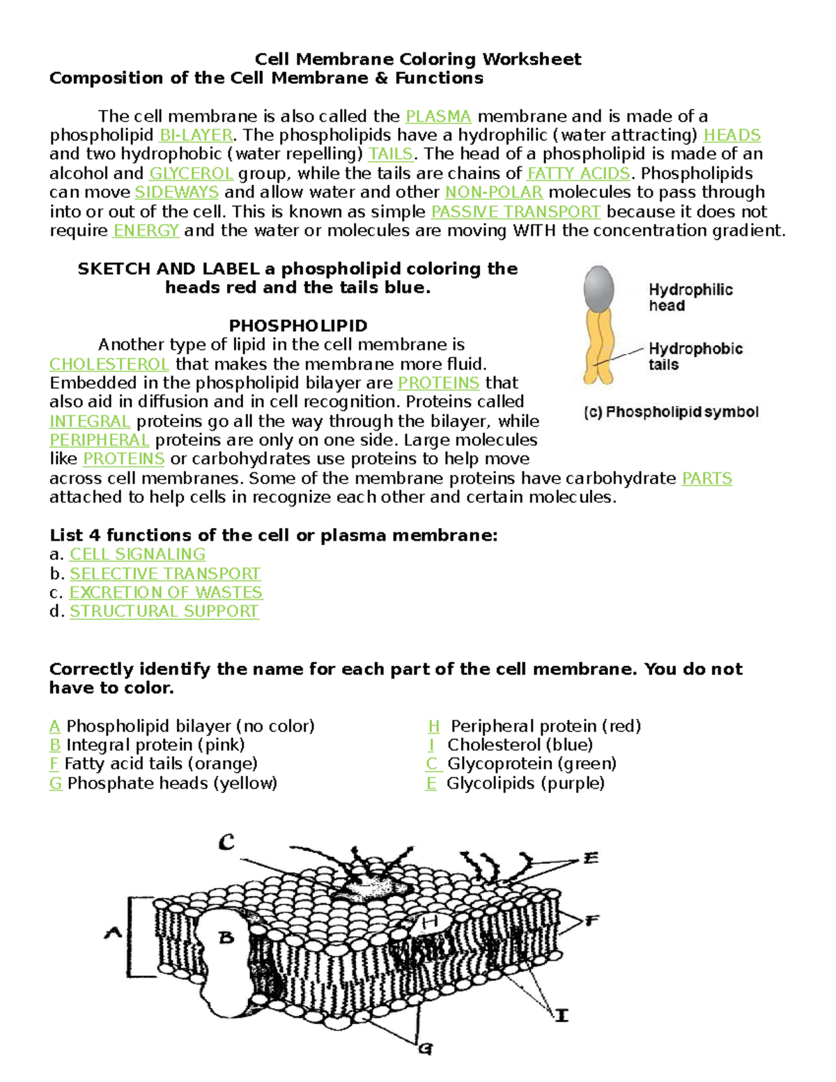 Cell Membrane Worksheet Functions Structures Overview Studocu