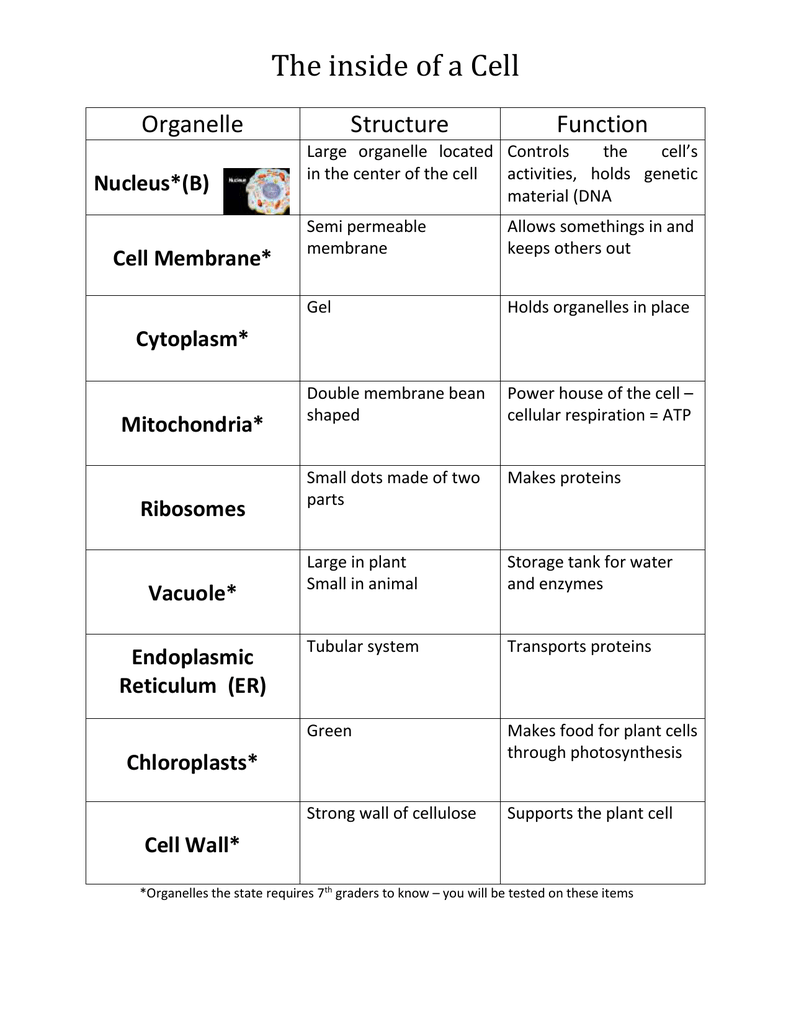 Cell Organelle Structure And Function Chart