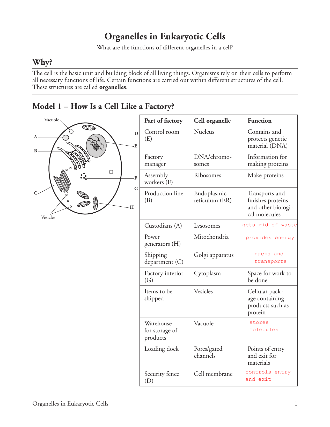 Cell Organelles Worksheet Eukaryotic Cells Functions