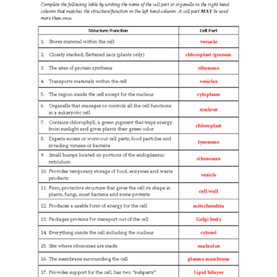 Cell Organelles Worksheet WS 2016 With Answer Key Studocu