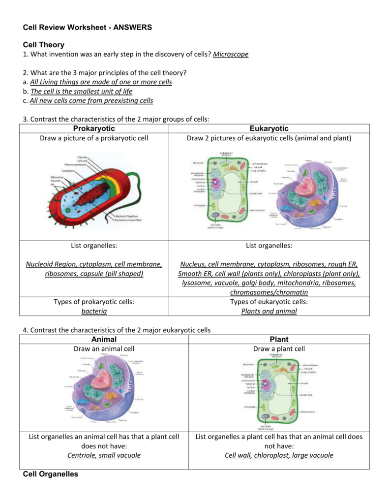 Cell Review Worksheet Cell Theory Organelles Macromolecules