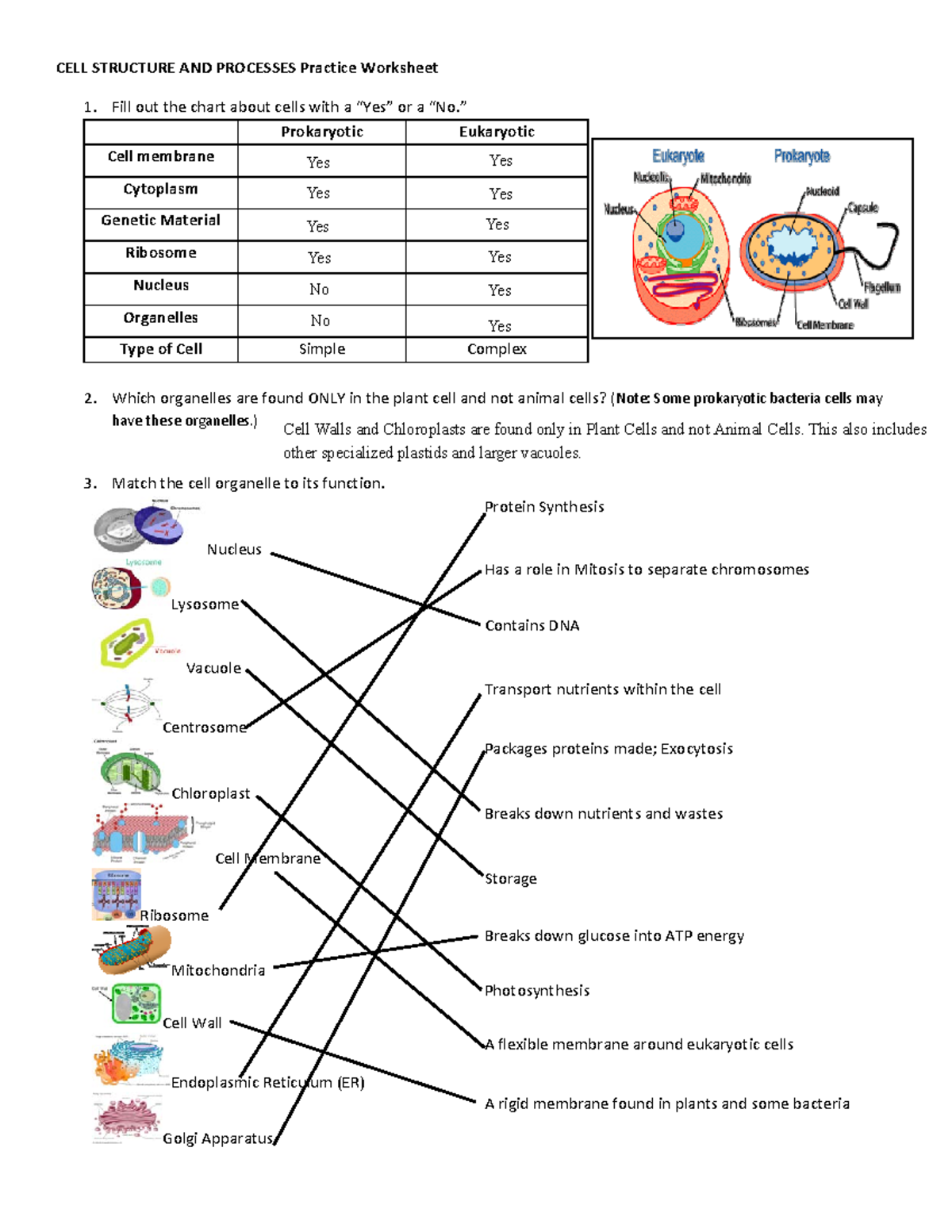 Cell Structure Processes Practice Worksheet Bio103 Studocu