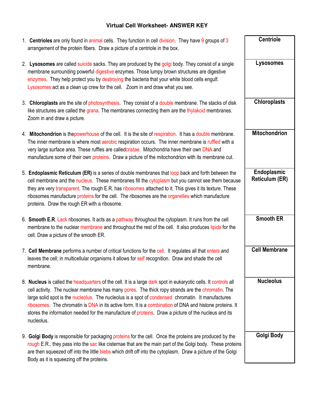 cell organelles worksheet answers