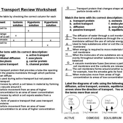 Cell Transport Review Worksheet KEY For Biology Study Studocu