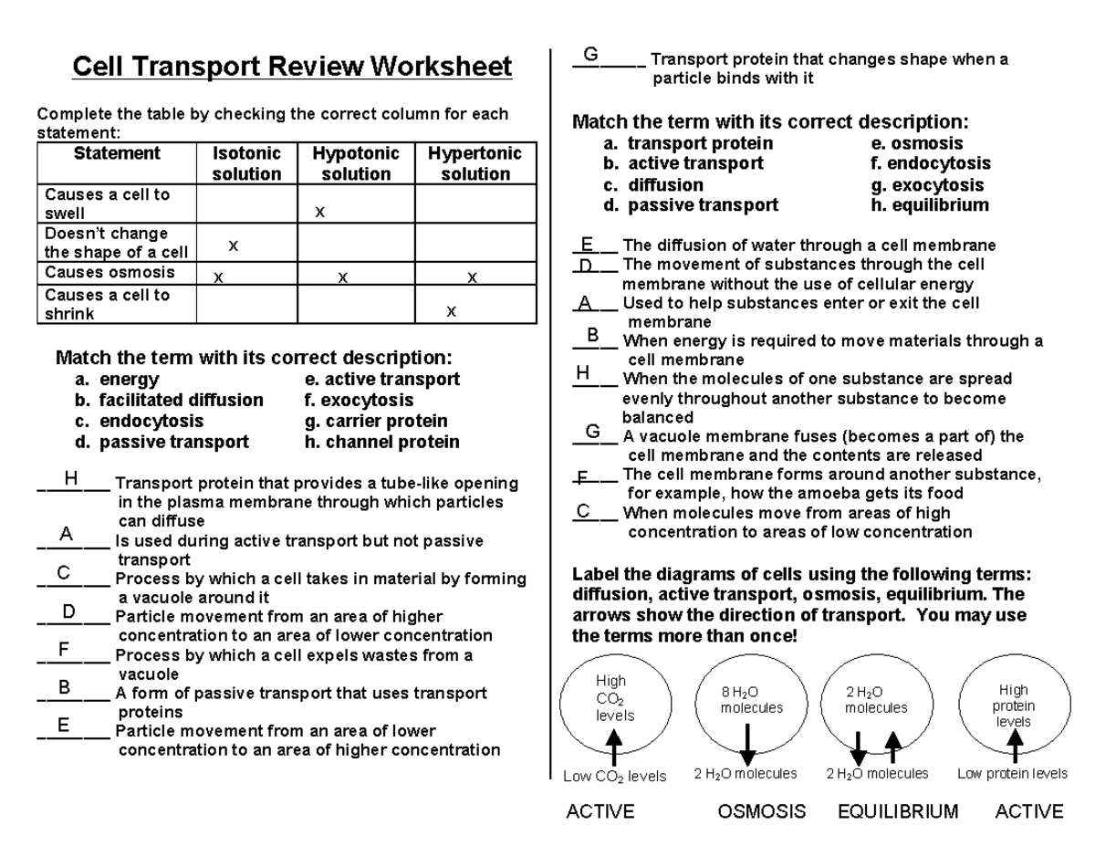 Cell Transport Review Worksheet KEY For Biology Study Studocu