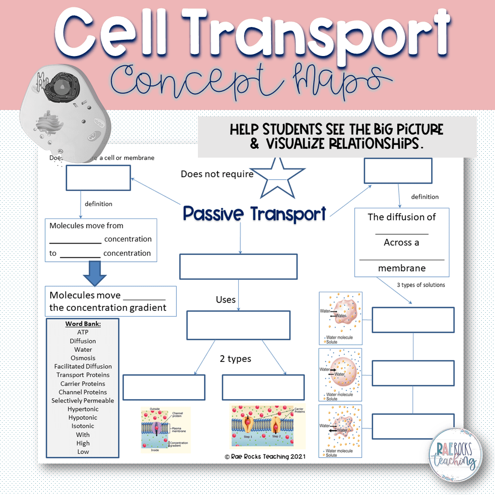 cell transport review worksheet answer key cell transport review worksheet answer key