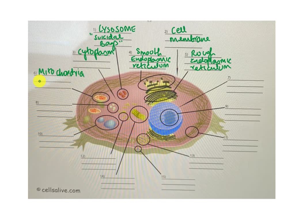CELLS Alive Animal Cell Worksheet