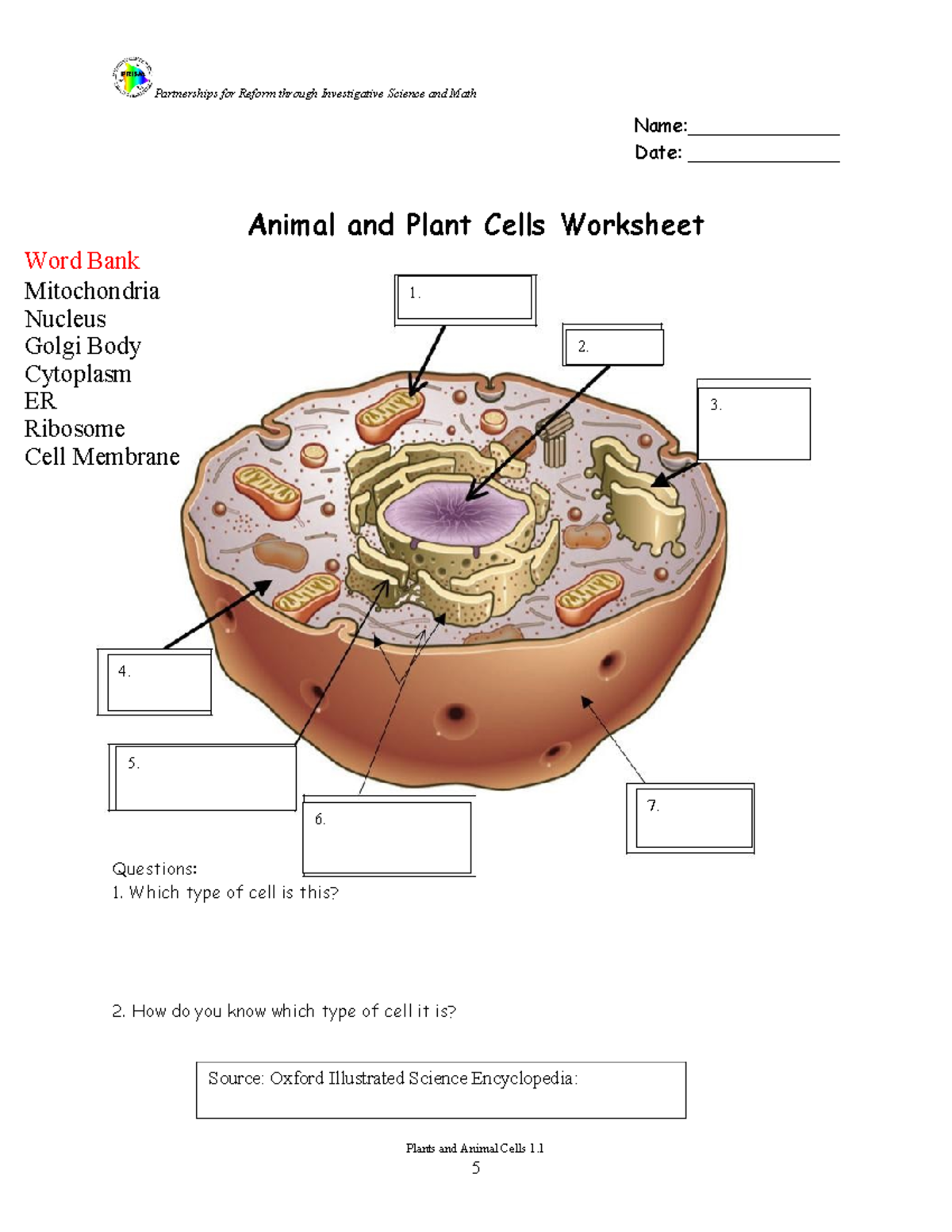 Cells Worksheet 2 3 Animal And Plant Cell Identification Studocu