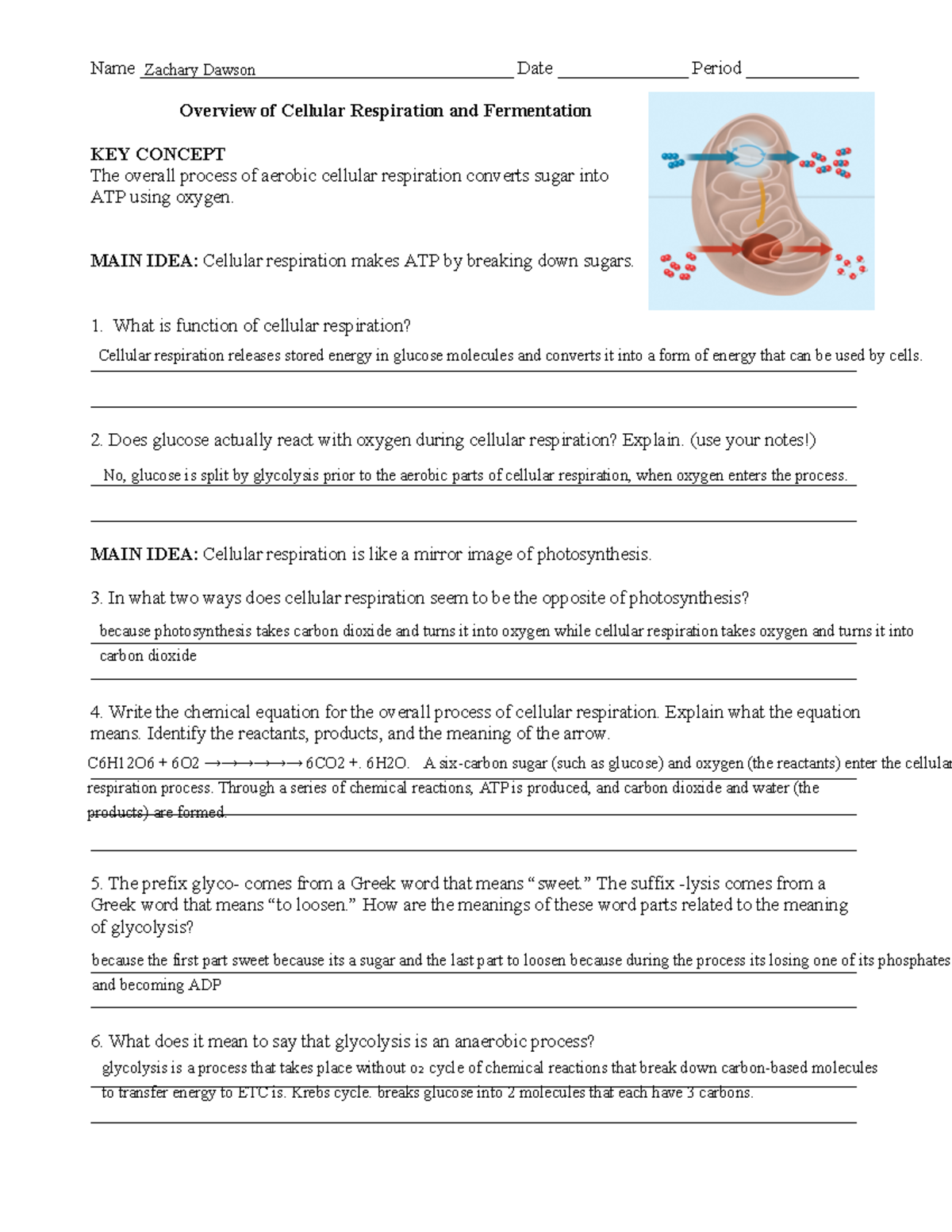 Cellular Respiration Fermentation Overview For Biology 101 Studocu