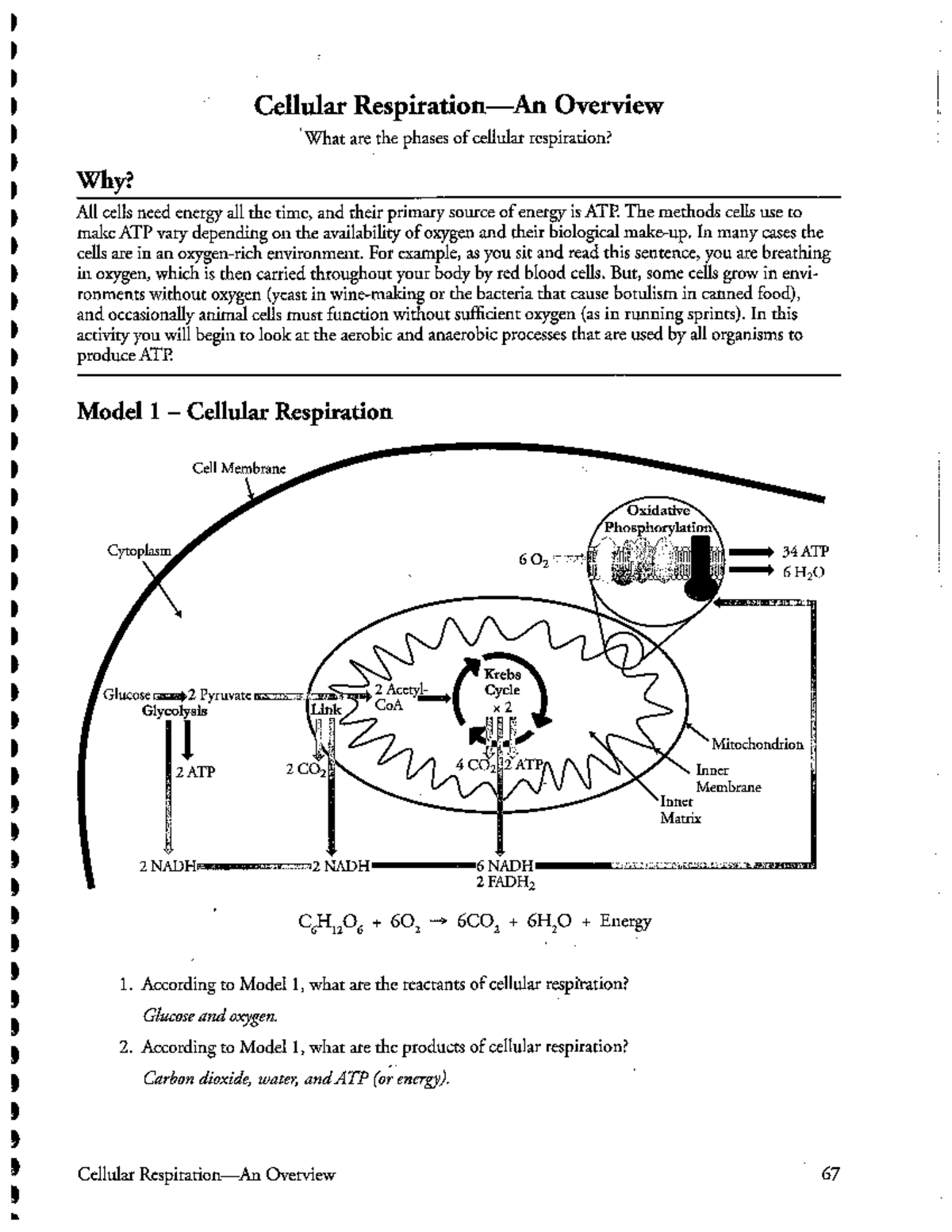 Cellular Respiration Overview Glycolysis Citric Acid Cycle Answers Studocu