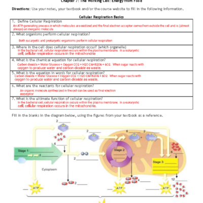 Cellular Respiration Overview Worksheet Ch 7 Studocu
