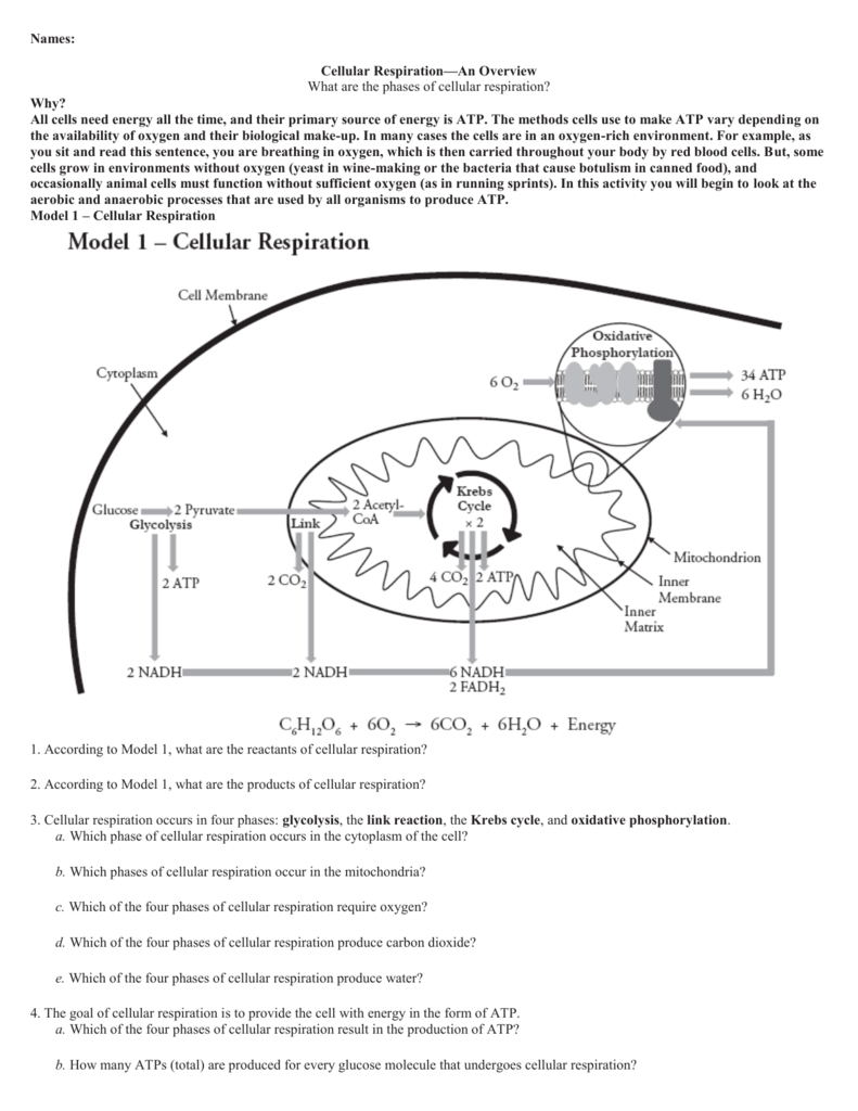 Cellular Respiration Overview Worksheet Cellular Respiration Overview Worksheet