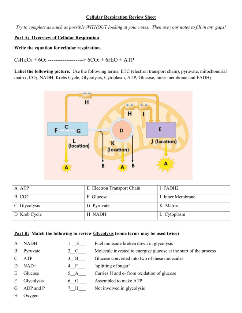 cellular respiration overview worksheet answer key