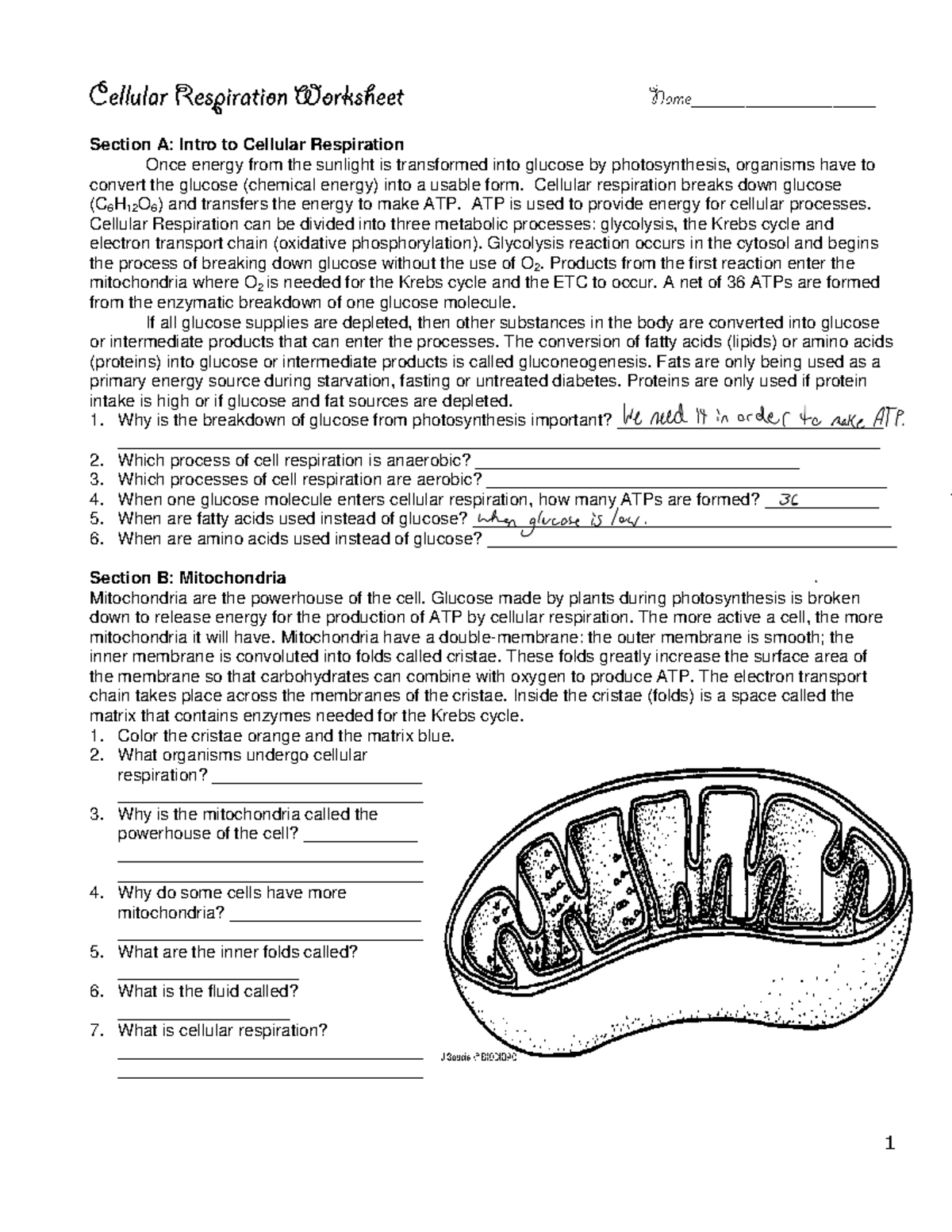 Cellular Respiration Worksheet For Biology 101 Key Concepts Processes Studocu