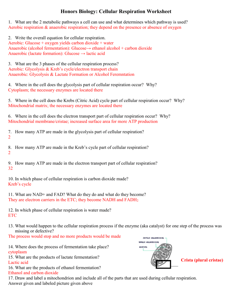 Cellular Respiration Worksheet Honors Biology