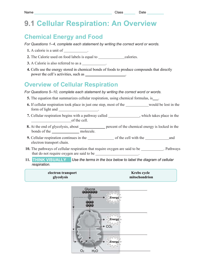 Cellular Respiration Worksheet Overview Key Concepts