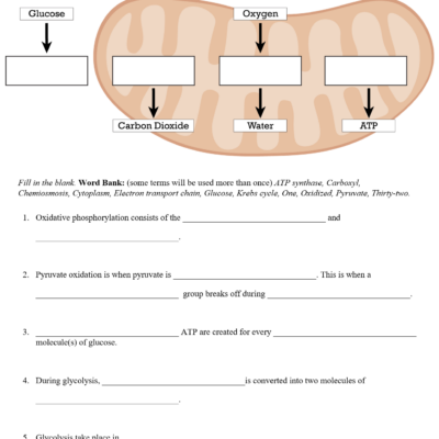 Cellular Respiration Worksheets Teaching Resources