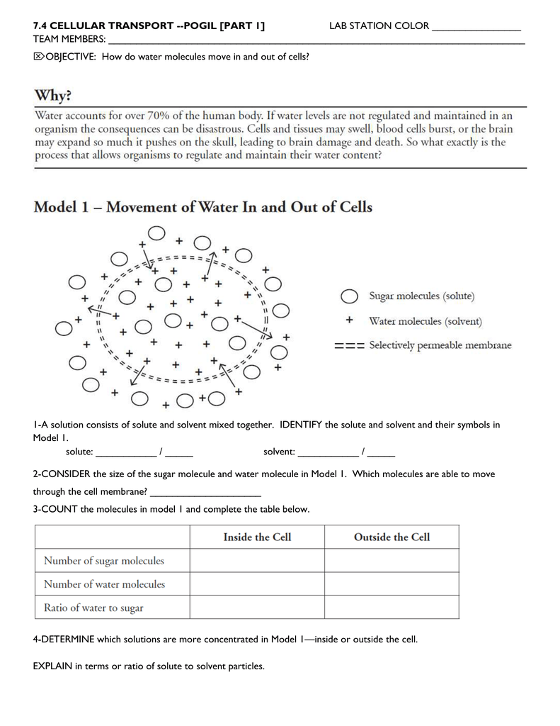 Cellular Transport Osmosis Diffusion Worksheet Cellular Transport Osmosis Diffusion Worksheet