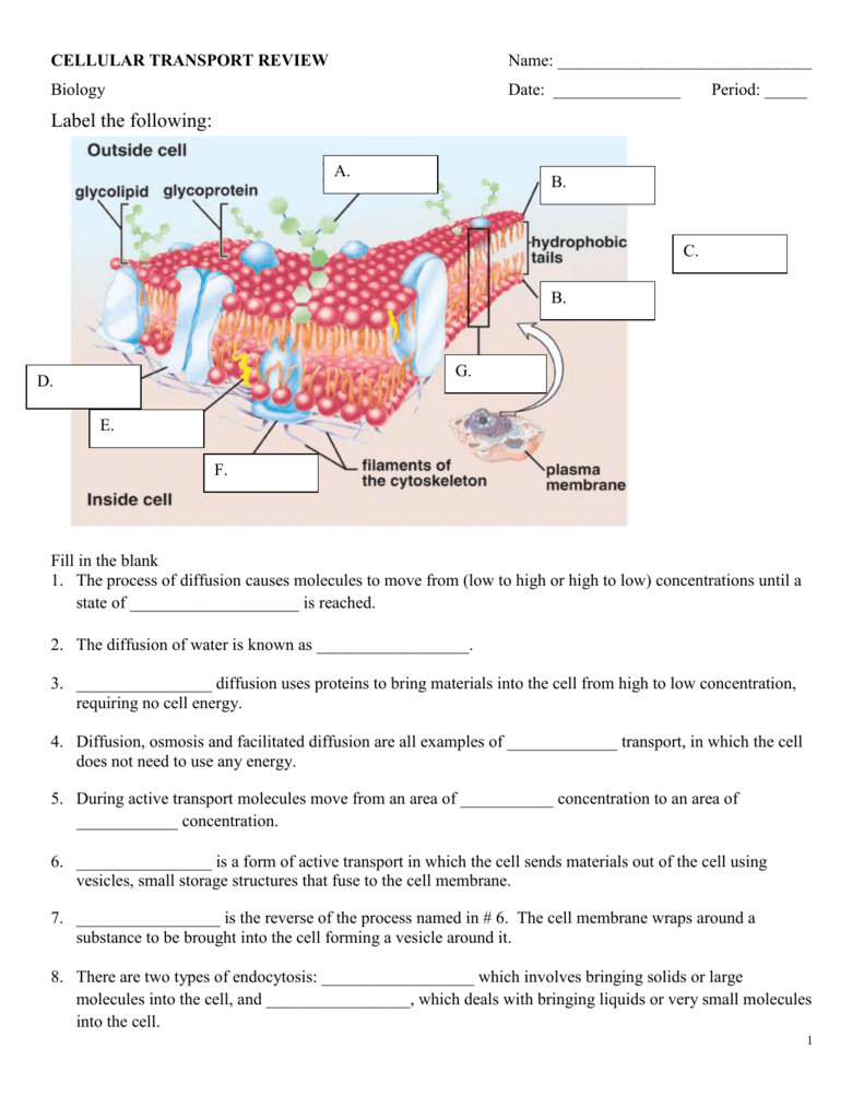 cellular transport worksheet answer key
