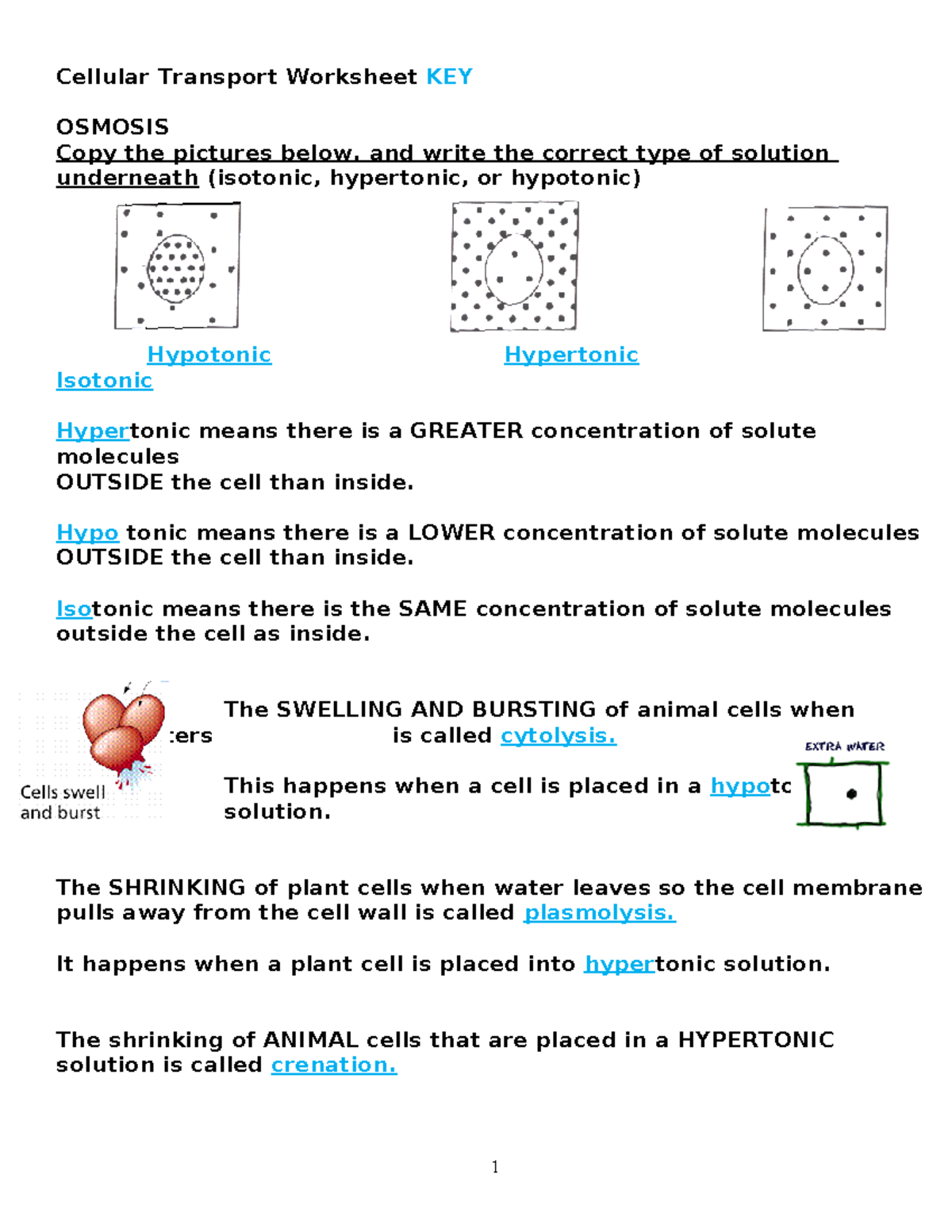 Cellular Transport Worksheet KEY Understanding Osmosis And Tonicity Studocu