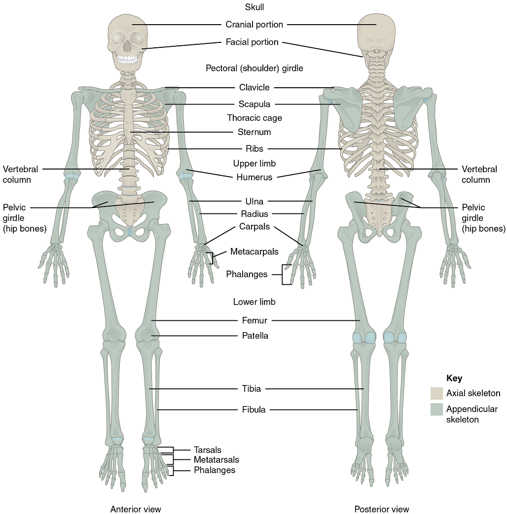 skeletal system worksheet with answers skeletal system worksheet with answers