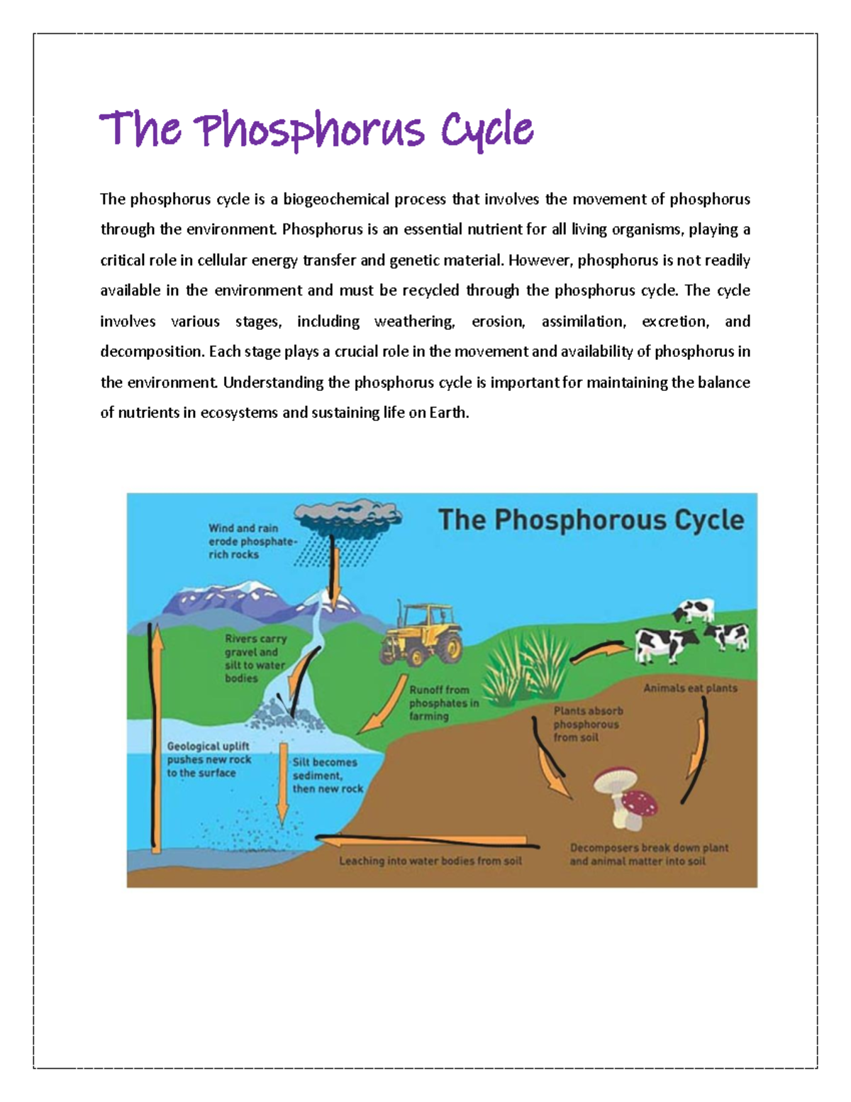 Chase Jordan Phosphorus Cycle WebQuest Quiz Insights WQ Studocu