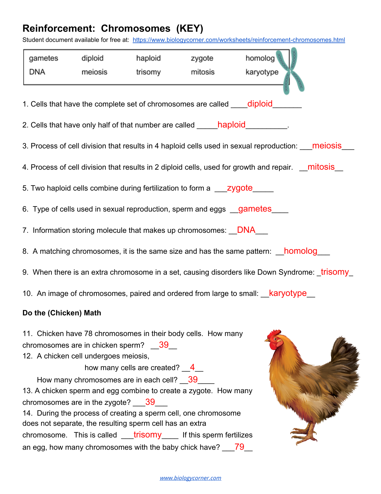 www biologycorner com meiosis worksheet answers www biologycorner com meiosis worksheet answers