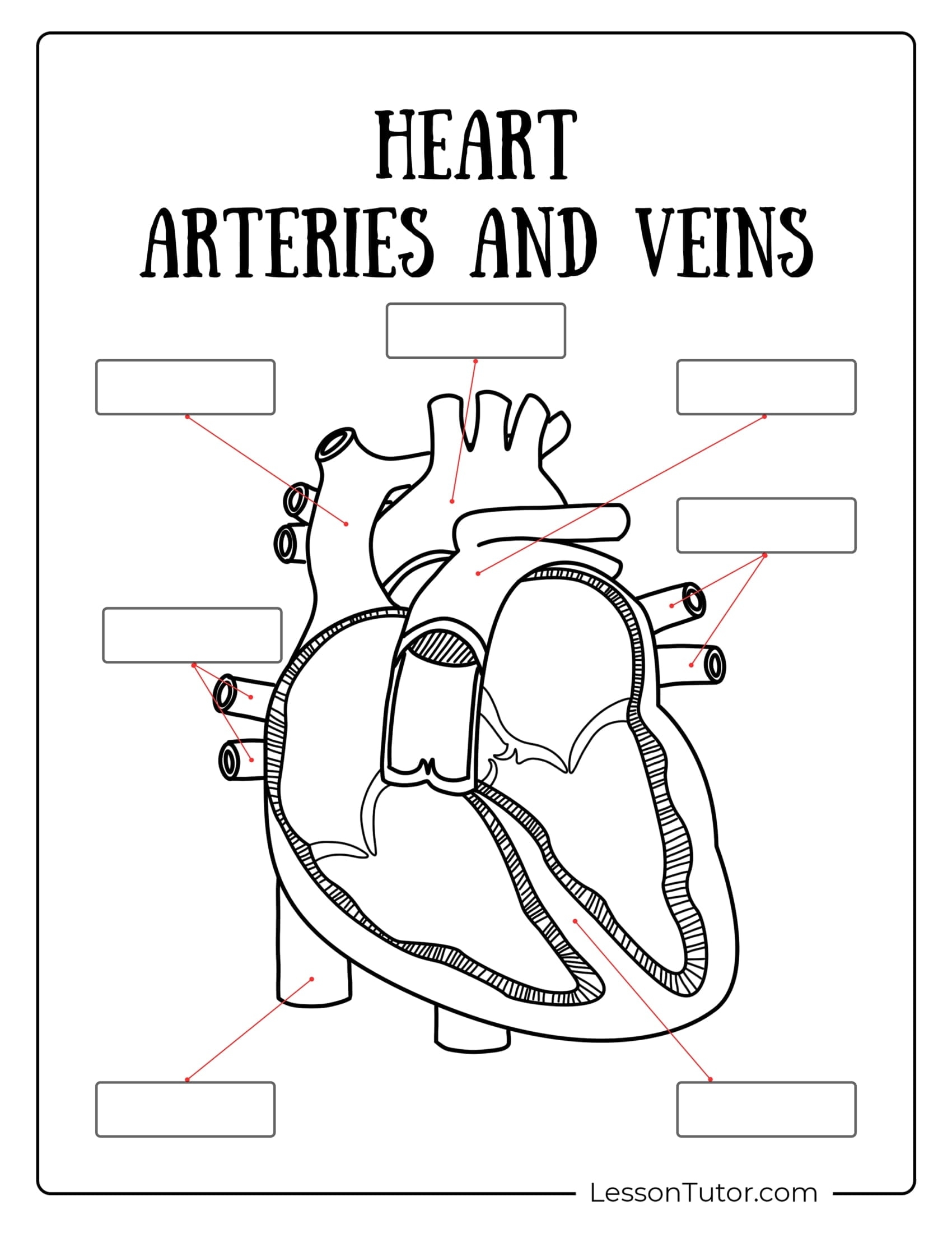 Circulatory System Worksheets Free Coloring Pages PDF Printables And Worksheets Lesson Tutor Circulatory System Worksheets Free Coloring Pages PDF Printables And Worksheets Lesson Tutor