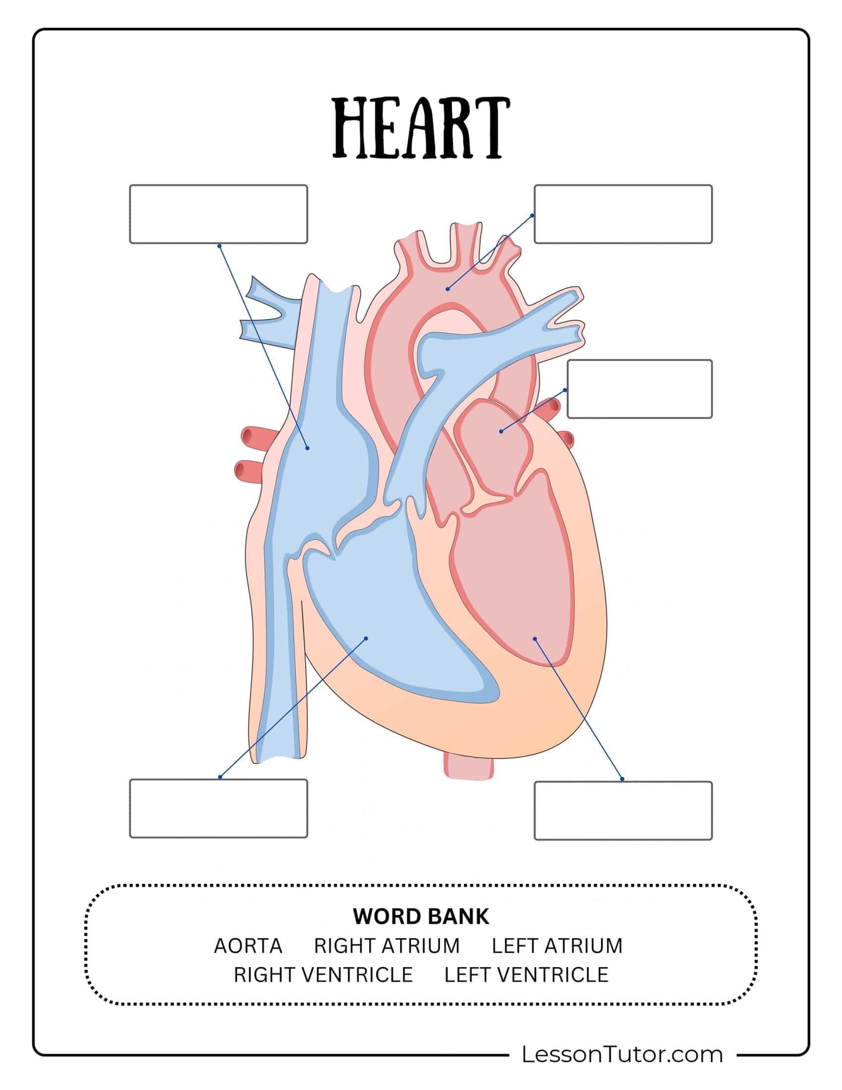 Circulatory System Worksheets Free Coloring Pages PDF Printables And Worksheets Lesson Tutor Circulatory System Worksheets Free Coloring Pages PDF Printables And Worksheets Lesson Tutor