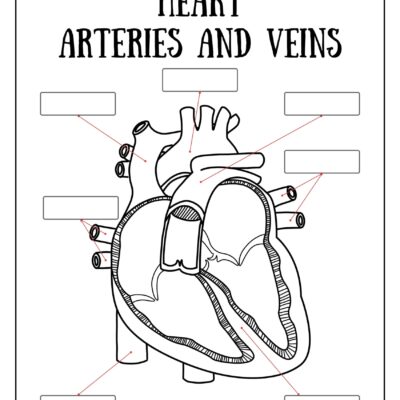 Circulatory System Worksheets Free Coloring Pages PDF Printables And Worksheets Lesson Tutor