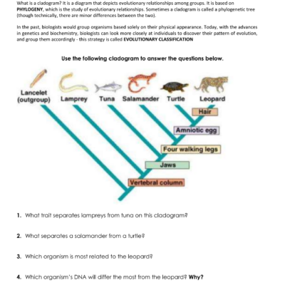 Cladogram Analysis Worksheet