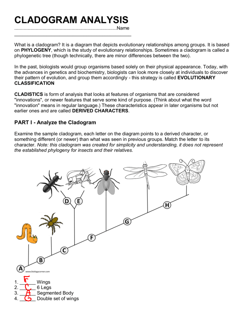 Cladogram Analysis Worksheet Evolutionary Relationships