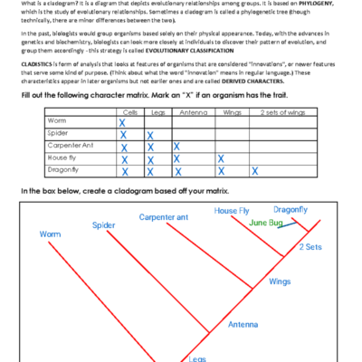 Cladogram Worksheet Analysis Kami Export Biology 101 Studocu