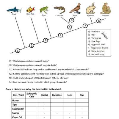 Cladogram Worksheet Analyzing Traits Phylogenetic Relationships Studocu