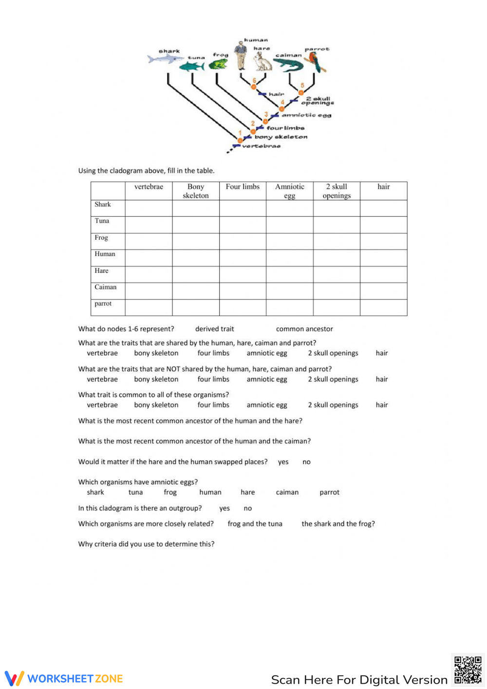 Cladogram Worksheets