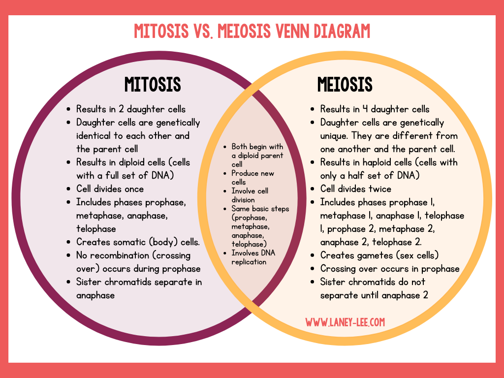 mitosis versus meiosis worksheet answer key mitosis versus meiosis worksheet answer key