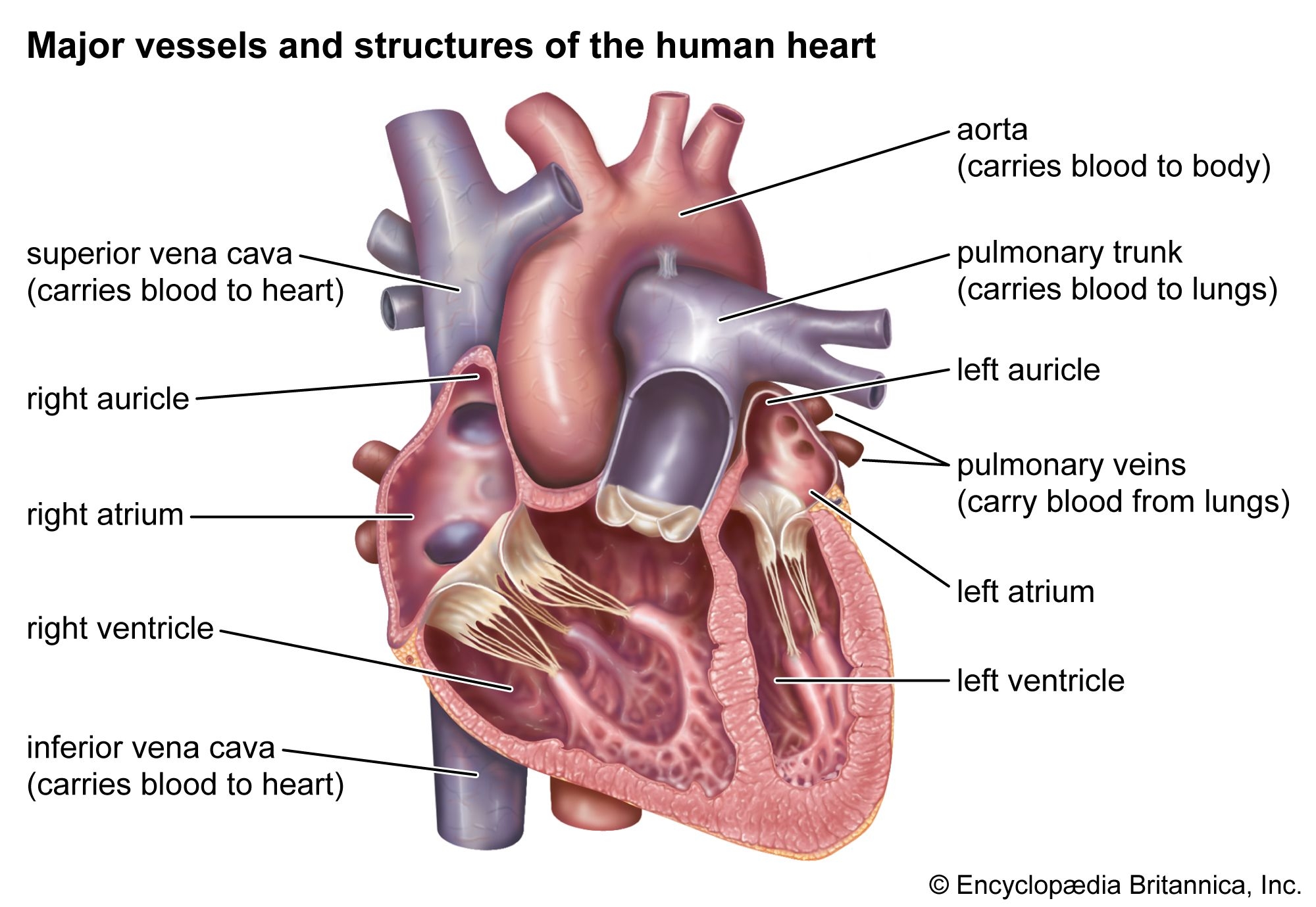 heart labeling worksheet answers