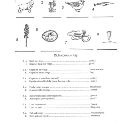Dichotomous Key Worksheet